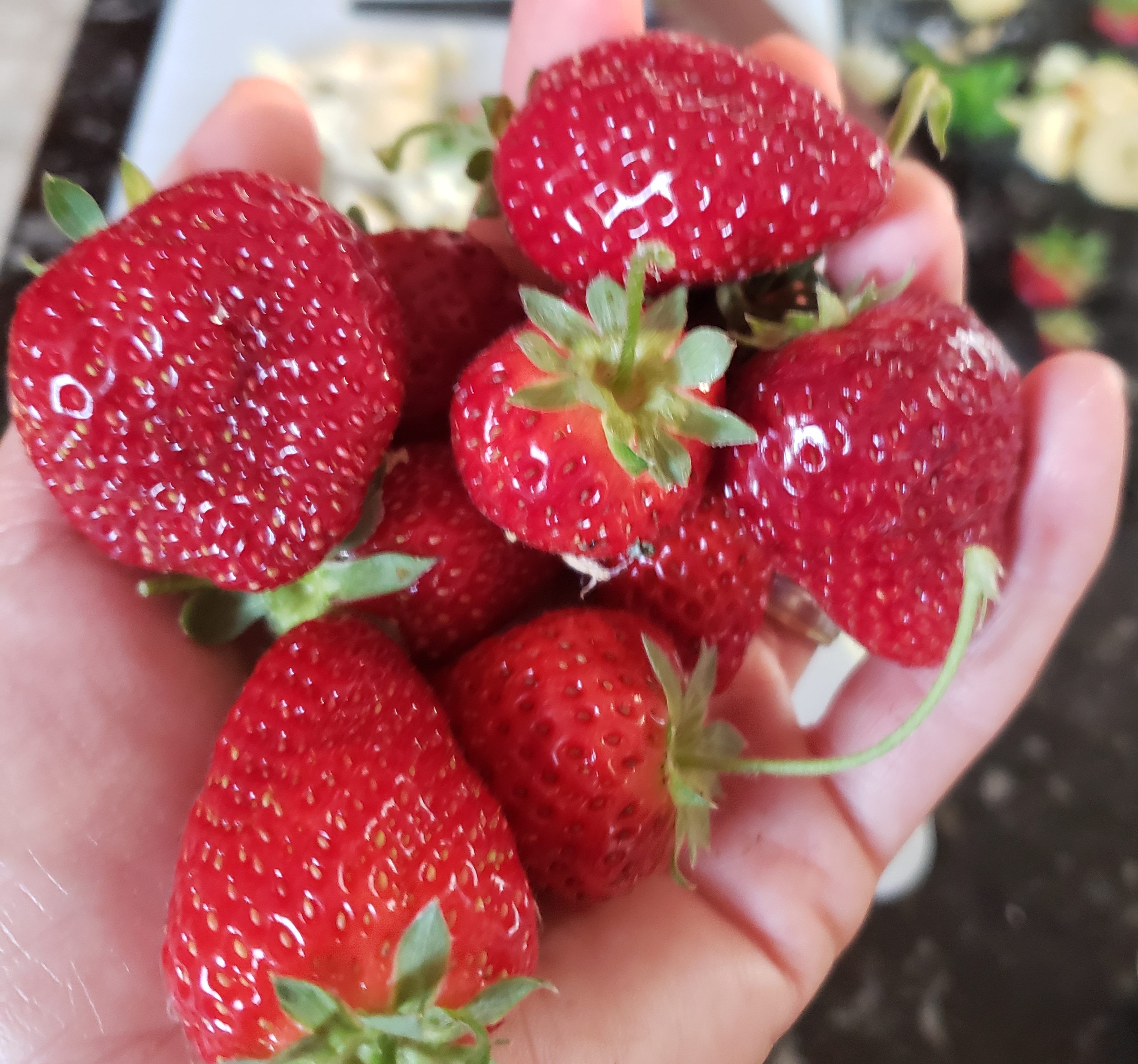 Strawberry Harvest