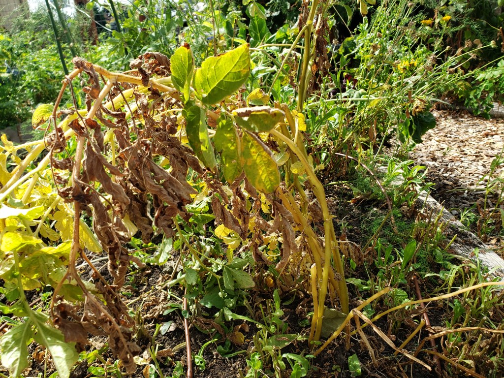 Potato Vines Ready for Harvest