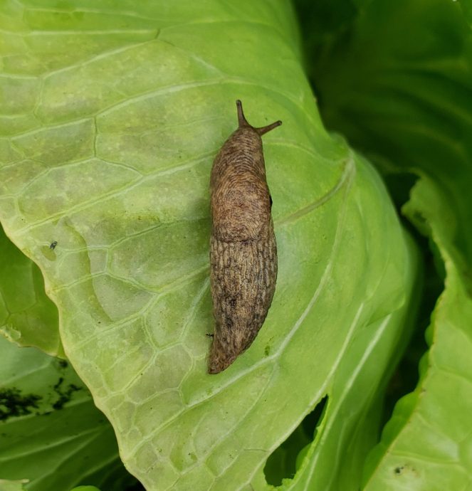 Garden slug on cabbage