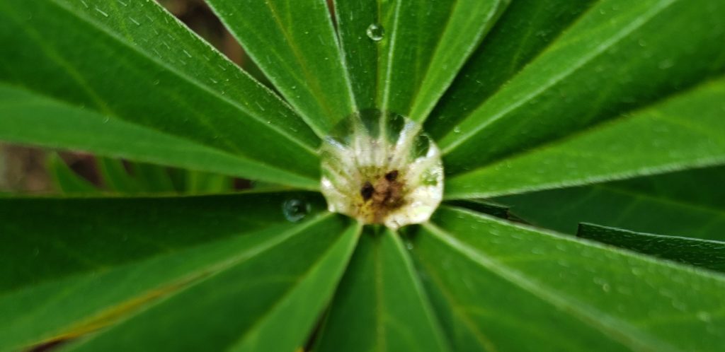 Water Drop on Lupine