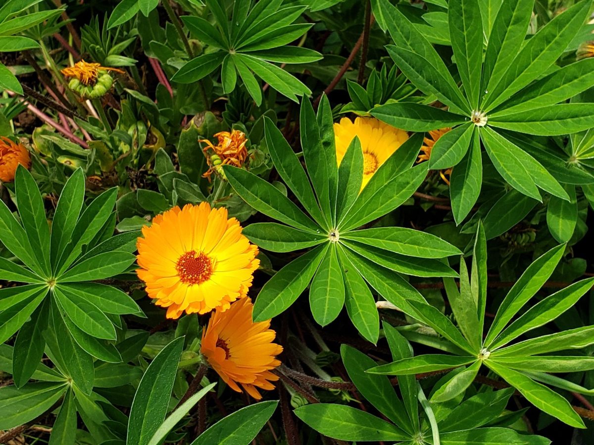 Bed Prep — An Easy Guide to Getting Your Garden&nbsp;Growing