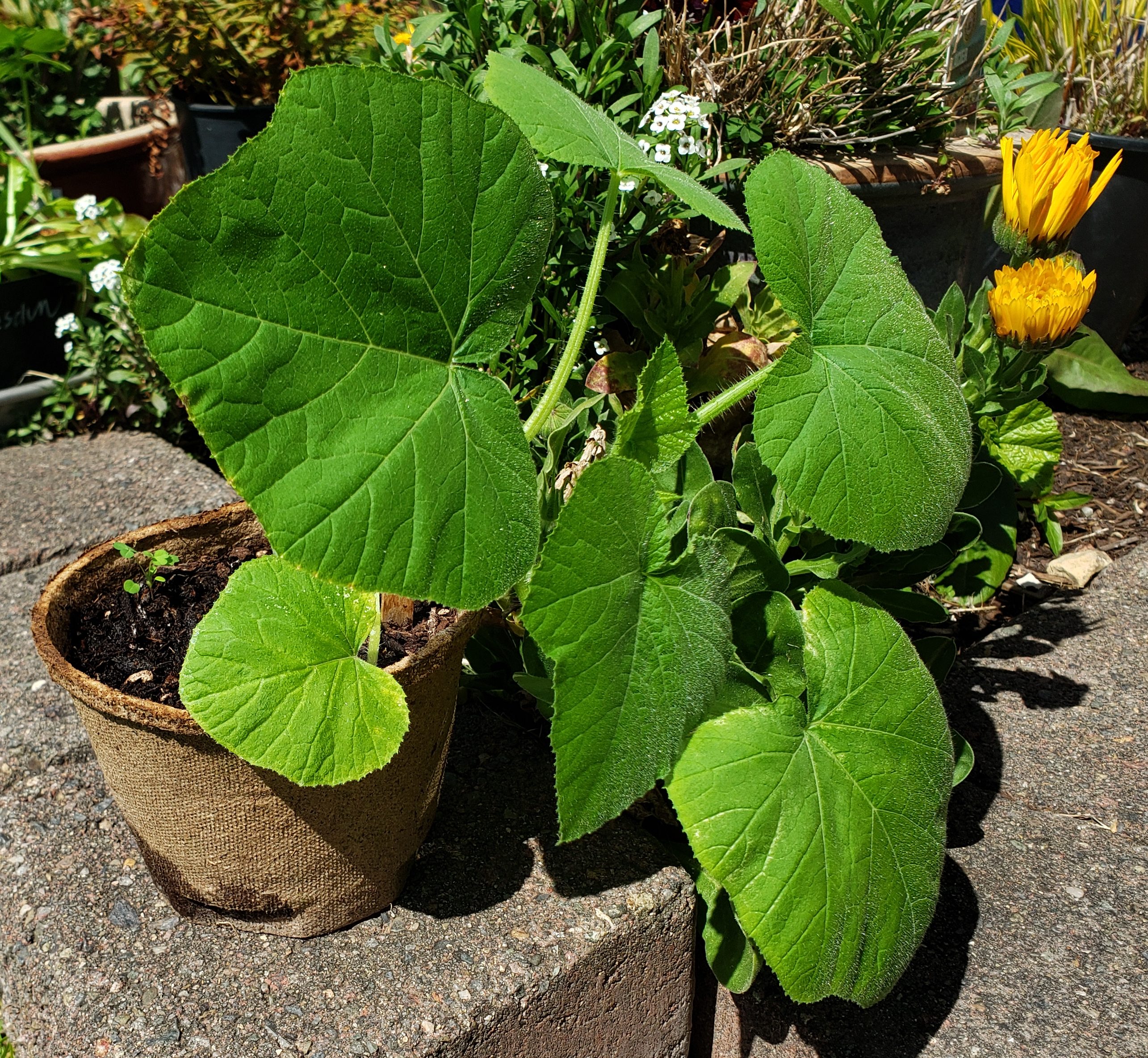 Pumpkin in plantable pot2