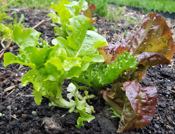 Mesclun in May