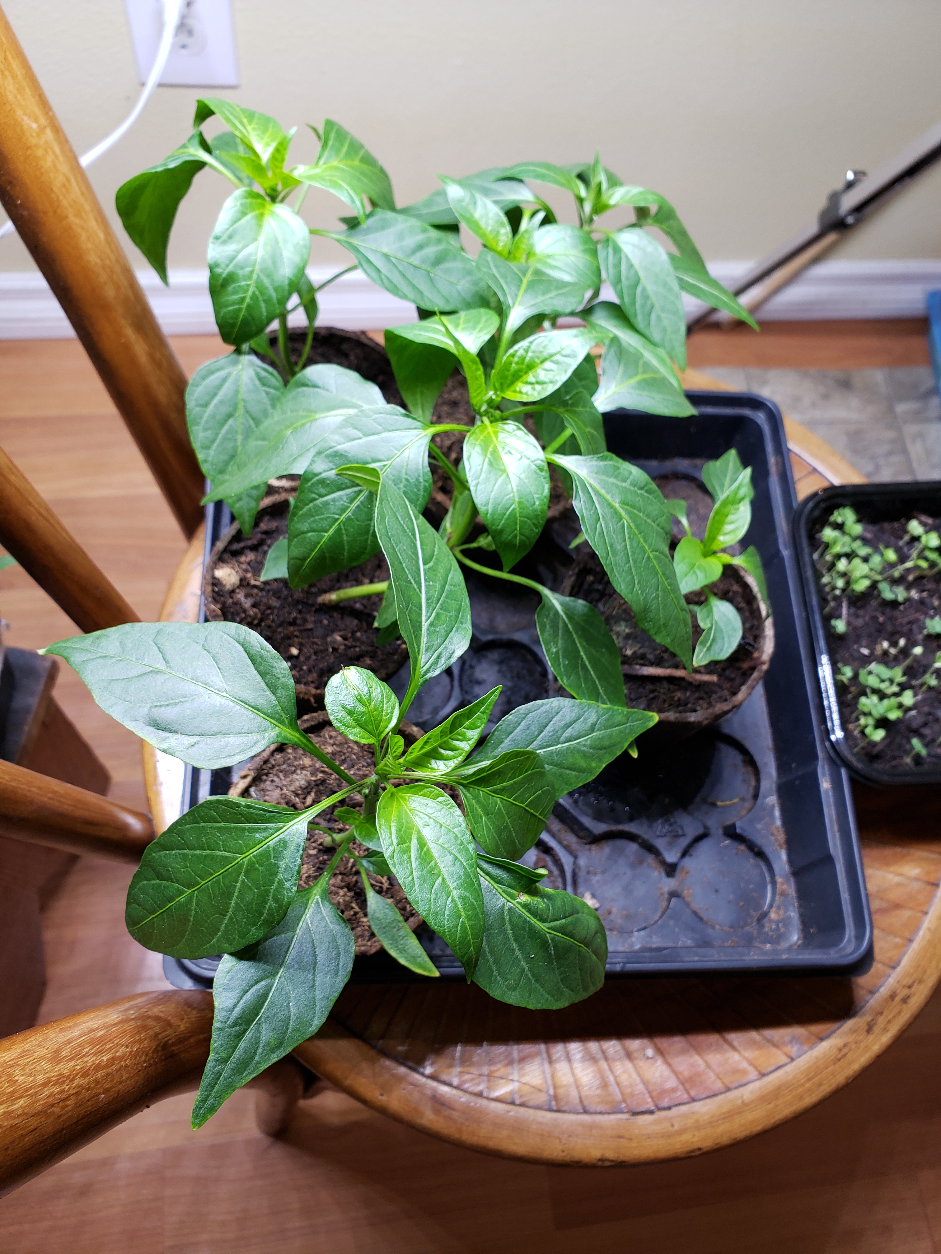 Cayenne Pepper Starts