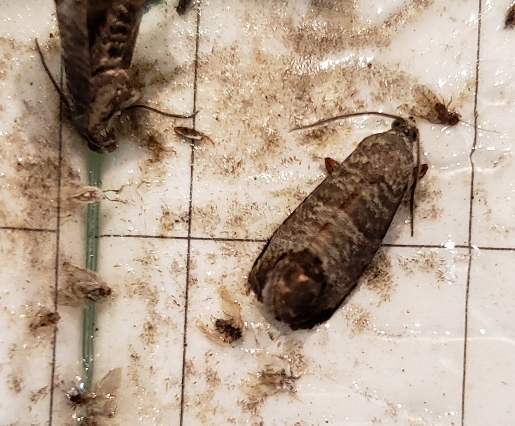 Codling Moth in Pheromone Trap