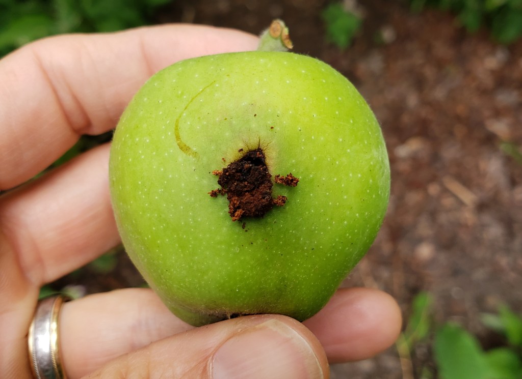 Codling moth damage on an apple