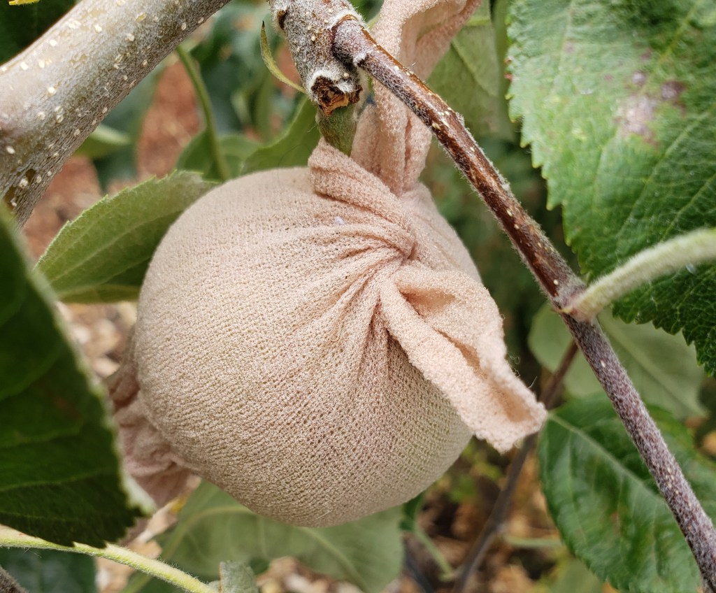 Maggot barrier on an apple