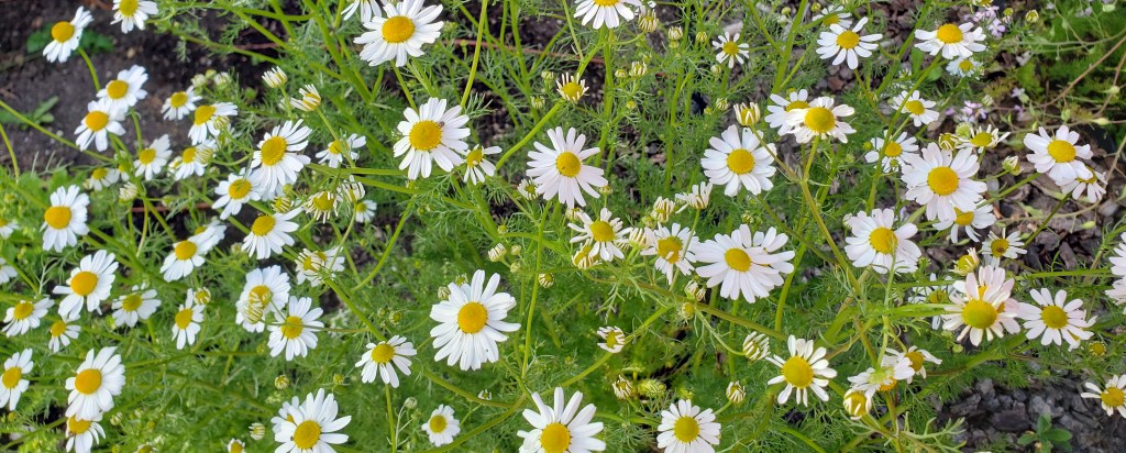 Roman Chamomile