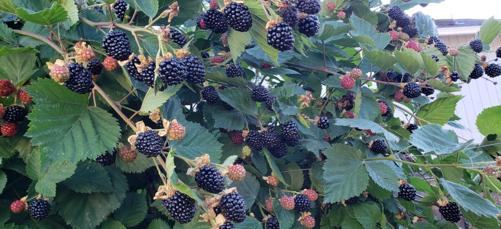 Triple Crown Blackberry August