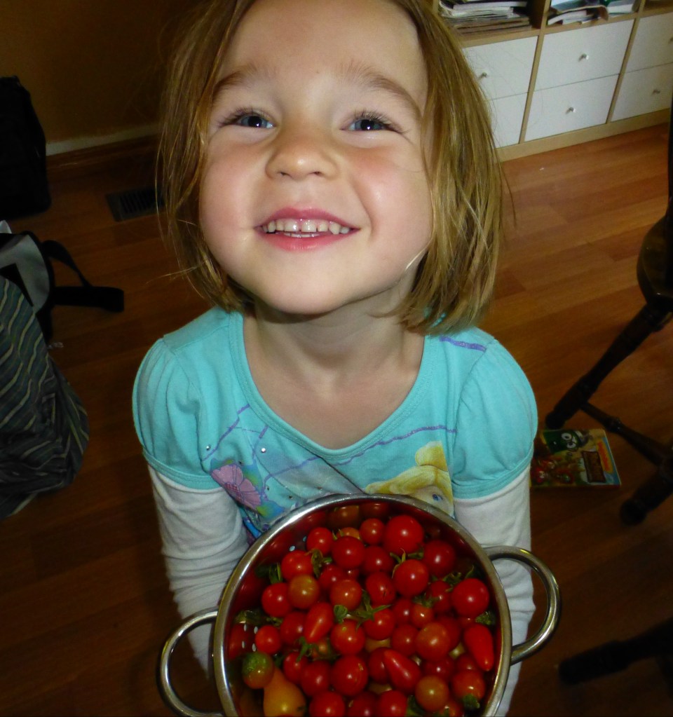 Gabi Cherry Tomato Harvest