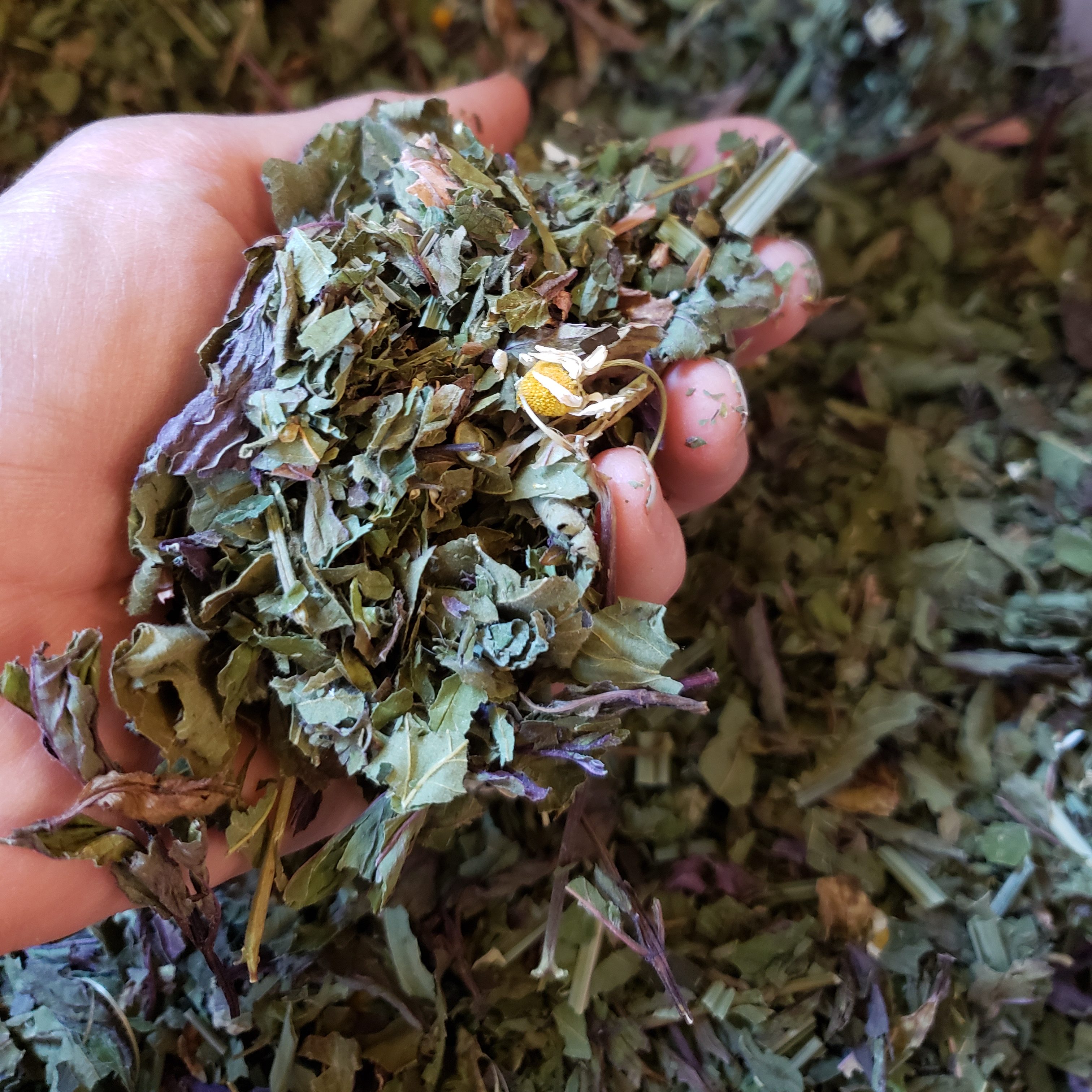 SBG Special Tea blend: Blackberry leaf, peppermint, lemon balm, lemongrass, chamomile.