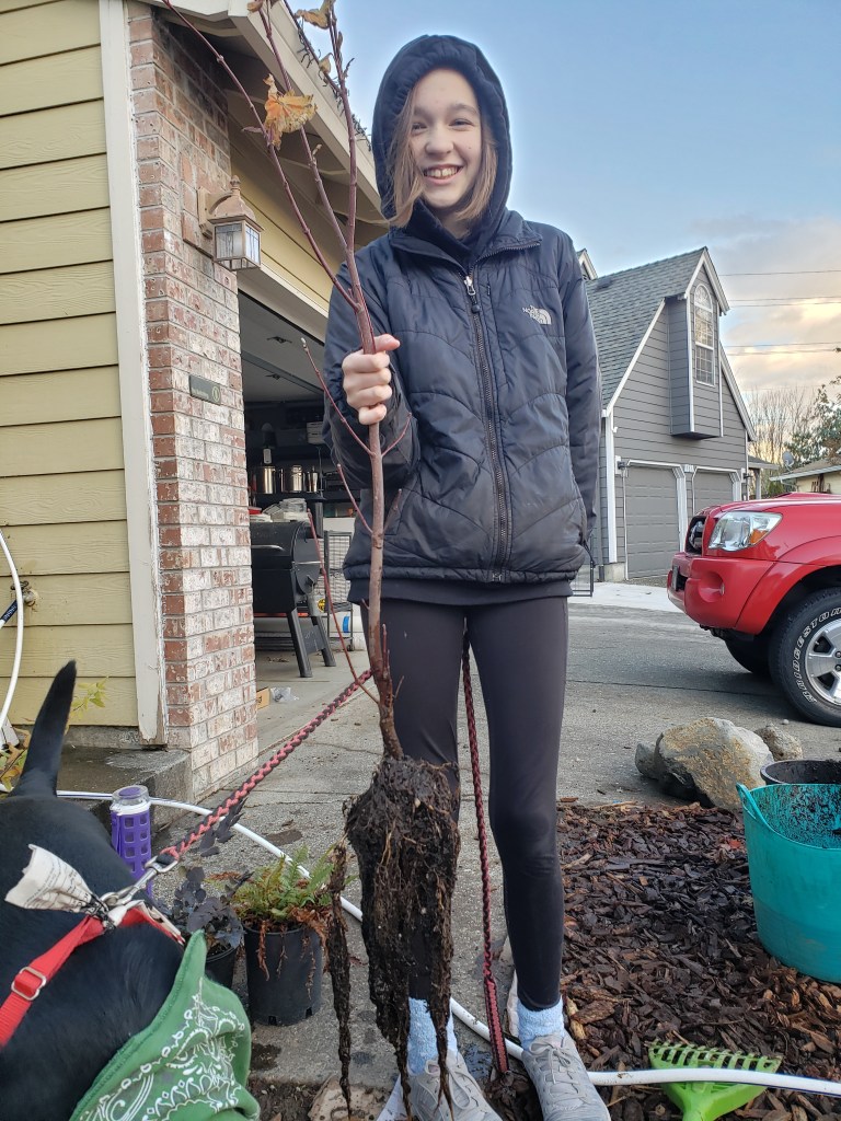 Lucky to have this helpful helper to plant this vine maple.