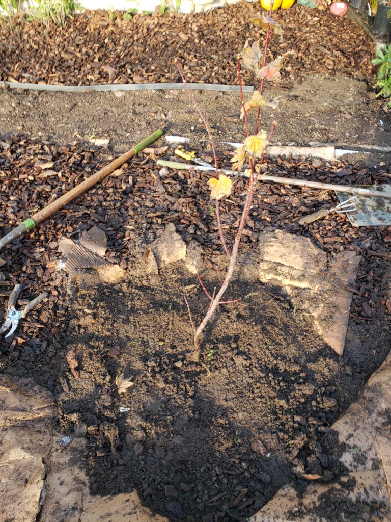 Vine maple planted