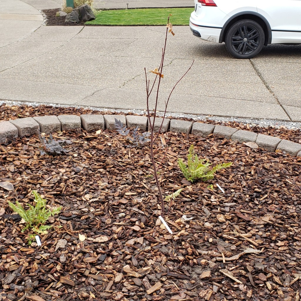 Vine Maple Planted