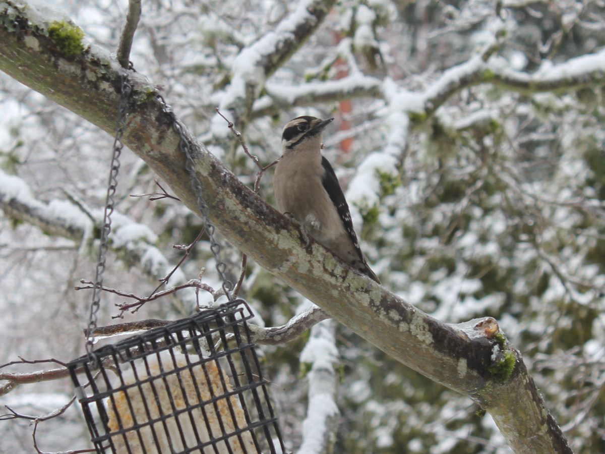 Welcome 2025! Embracing the Feral Beauty of the&nbsp;Garden