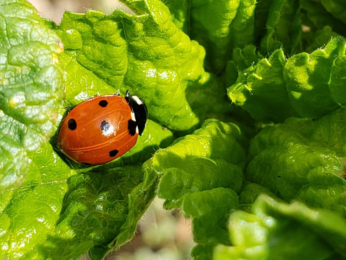 March Guide to Get You Sowing and&nbsp;Growing