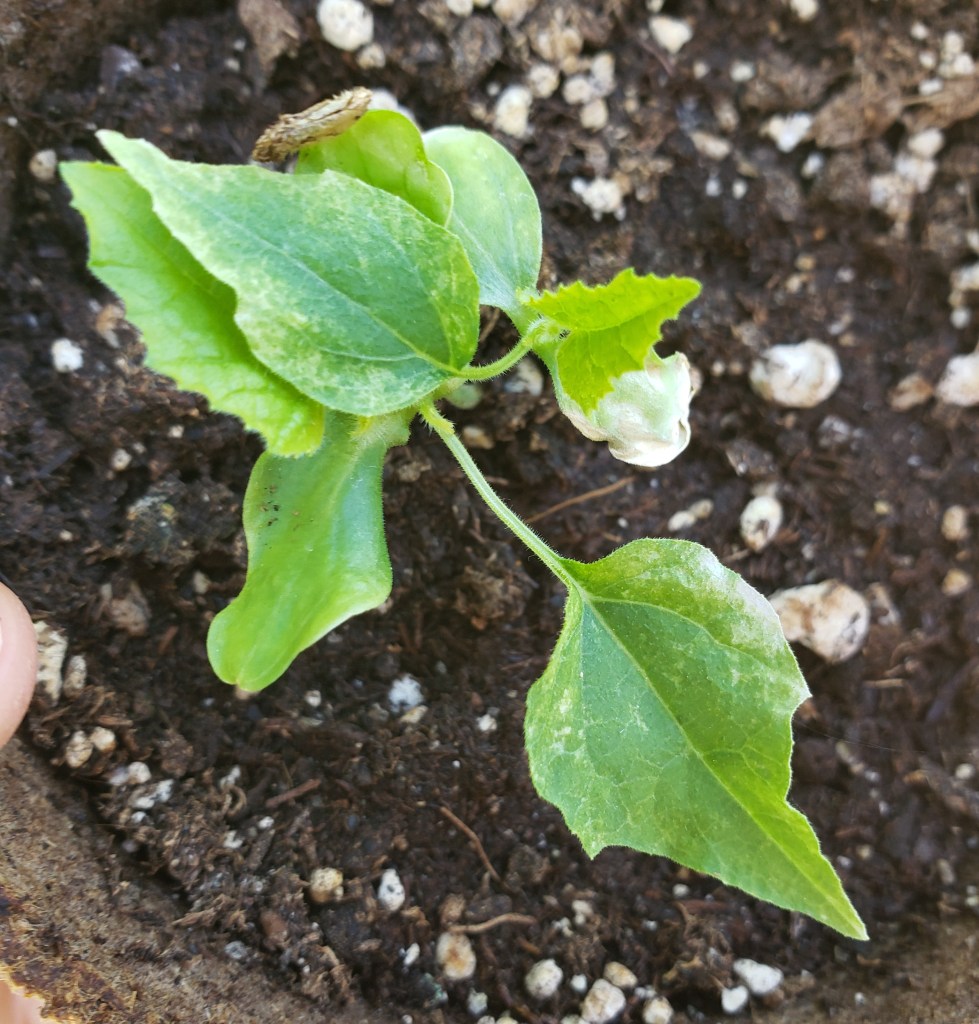 Black Eye Susan Vine has slight sun scald.