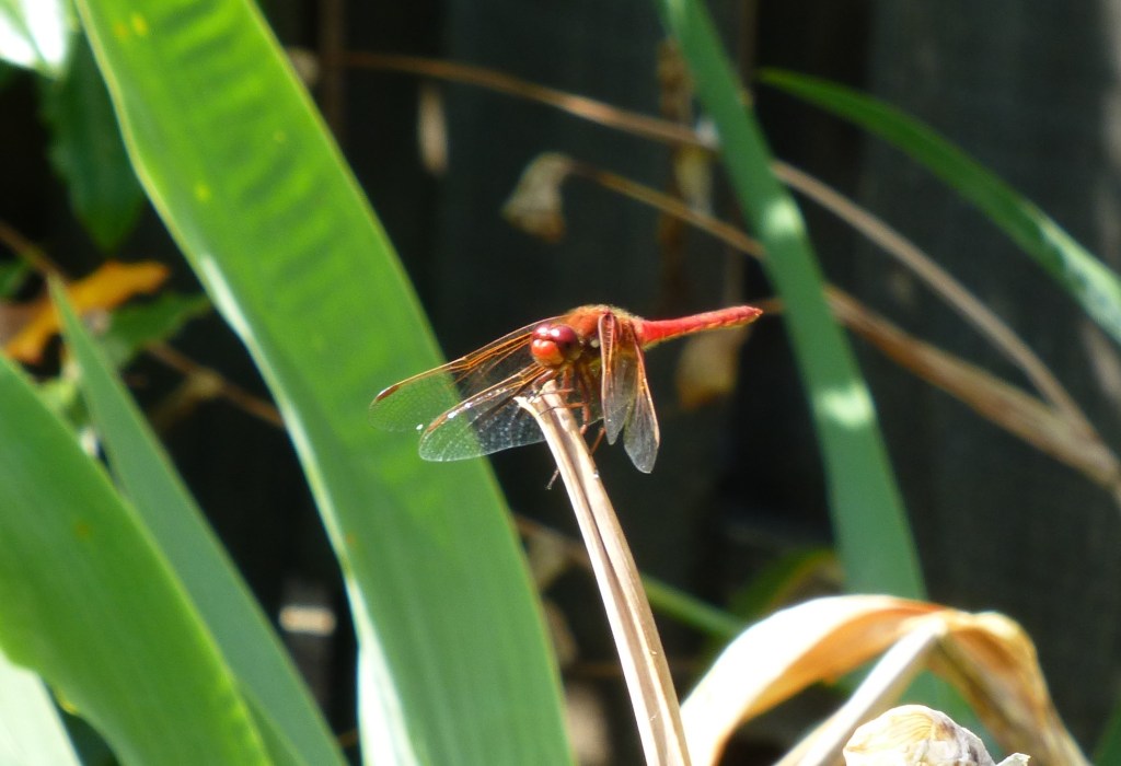 Red Dragonfly