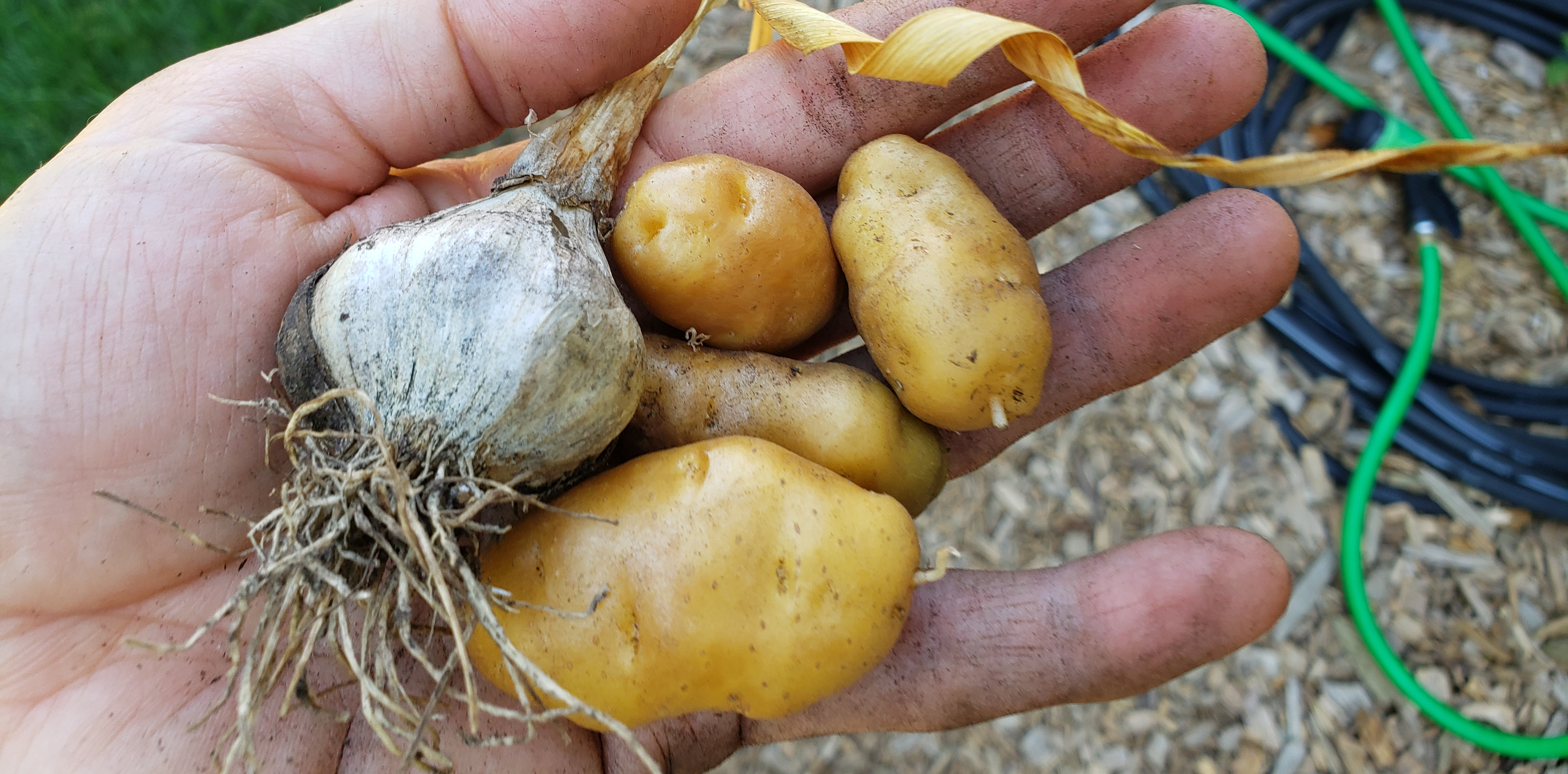 Garlic and Potato Harvesting Time